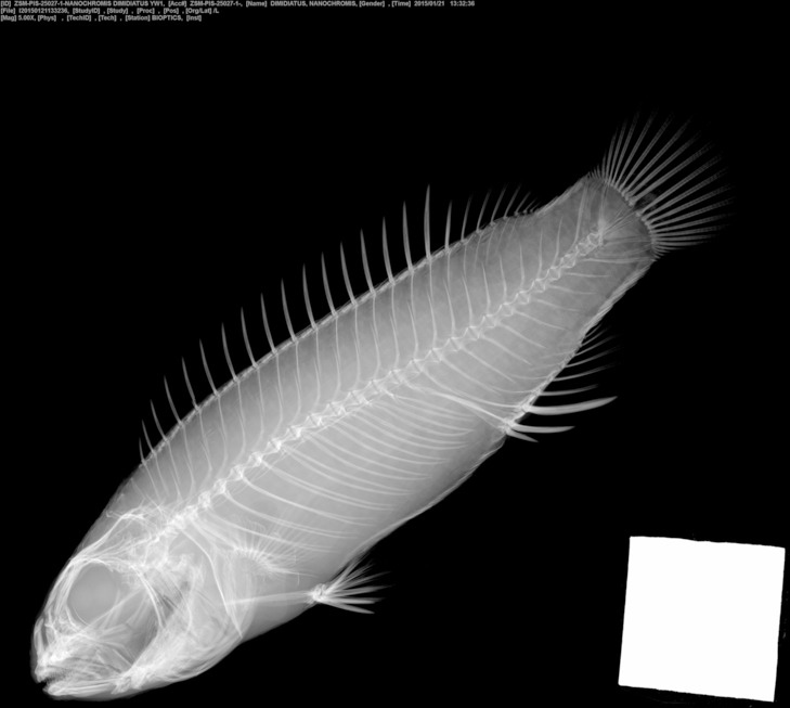 Congo dwarf cichlid (Congochromis dimidiatus) — Cichlidae
