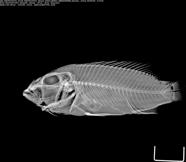 Cavally mouthbrooder (Chromidotilapia cavalliensis) — Cichlidae