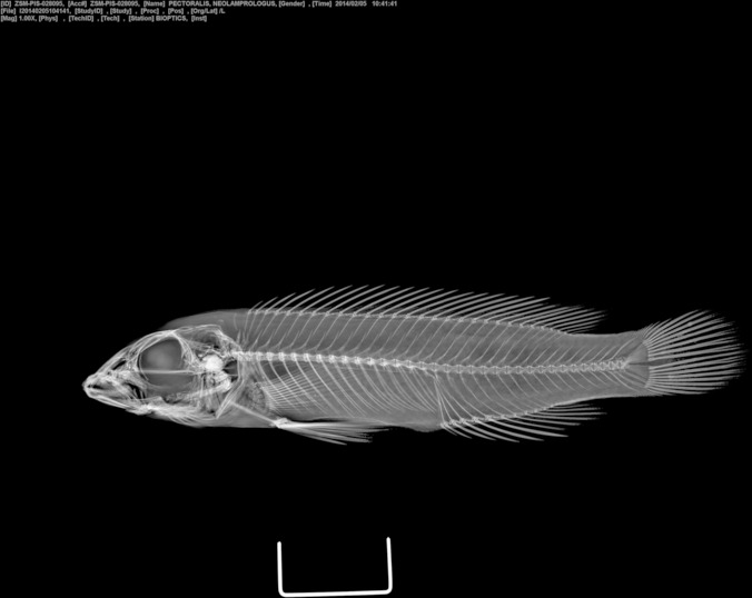 Pectoral cichlid (Neolamprologus pectoralis) — Cichlidae