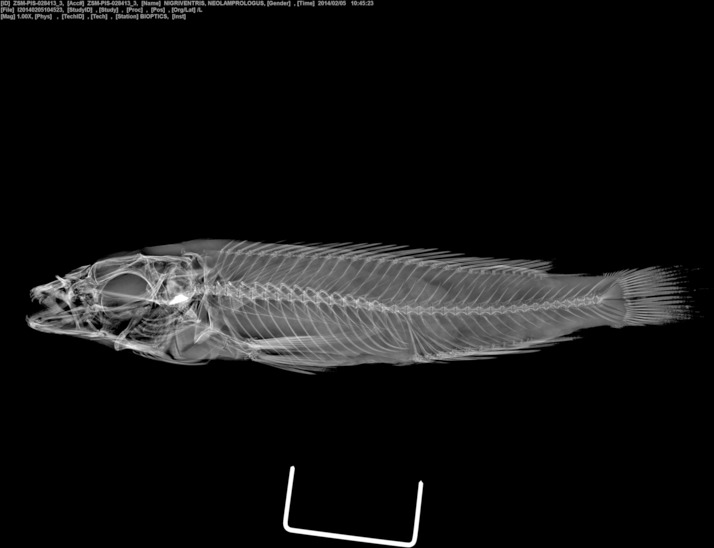 Blackbelly cichlid (Neolamprologus nigriventris) — Cichlidae
