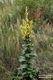 Verbascum phlomoides L.