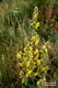 Verbascum phlomoides L.