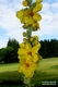 Verbascum phlomoides L.