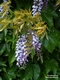 Wisteria sinensis (Sims) Sweet