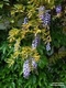 Wisteria sinensis (Sims) Sweet