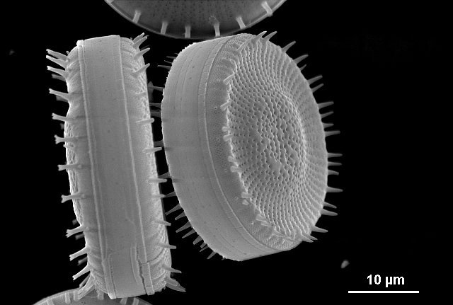 SEM-Photographs of Bacillariophyceae